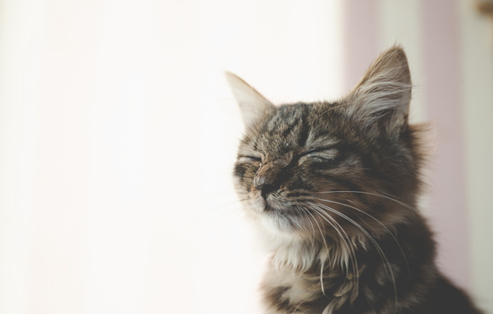 狸花猫是管教还是放养 一定要懂得管教猫咪哦！狸花猫是管教还是放养