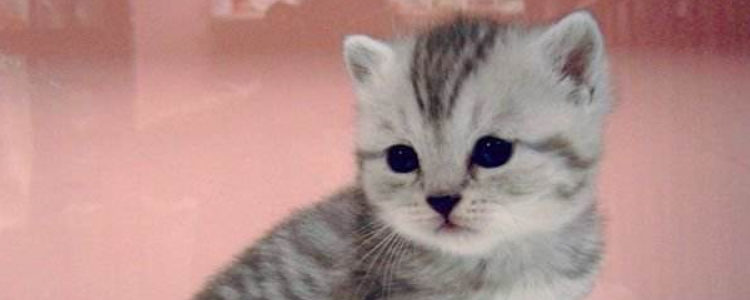 第二只猫到家该注意什么 两只猫咪会成为朋友还是敌人呢