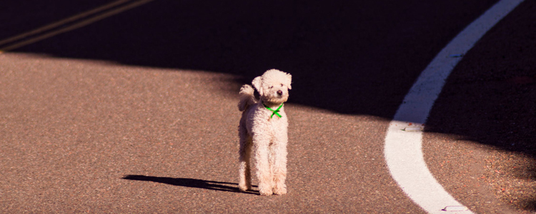 四个月的泰迪体重多少 追求标准数据没有意义！