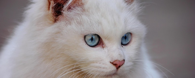 猫死了能直接扔了吗 不想留点和猫咪的回忆吗？猫死了能直接扔了吗