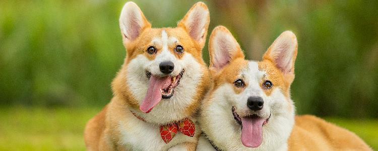 新手养柯基还是柴犬 清楚自己的想要的很重要！