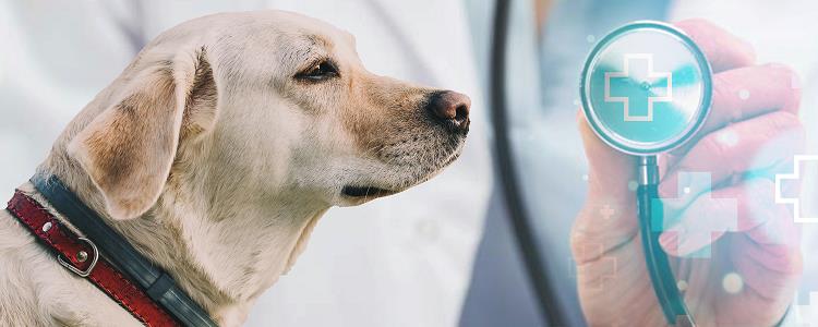 狗狗没有精神不吃饭是怎么回事