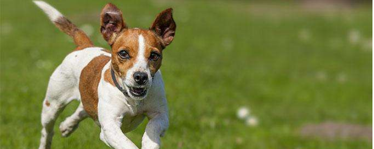 老狗多久才能接受新狗 这个时间真的不好把握！