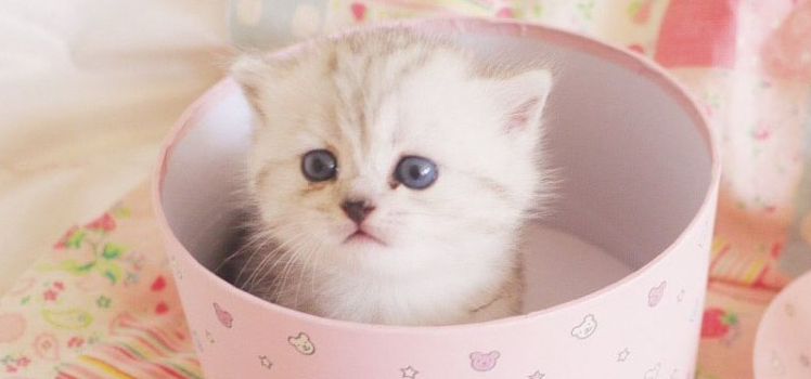 三个月的小猫能吃多少 如何调整猫咪食量？三个月的小猫能吃多少 如何调整猫咪食量？三个月的小猫能吃多少 如何调整猫咪食量？
