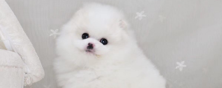 一个月大的比熊吃多少 幼犬如何科学喂养