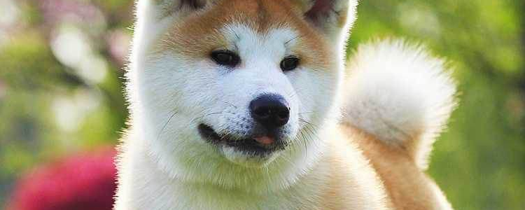 狗狗的牙齿等掉了怎么办？  先了解原因再治疗！