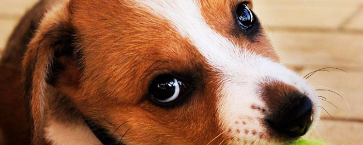 狗狗乘电瓶车要注意哪些问题 这些问题都是要考虑的哦！