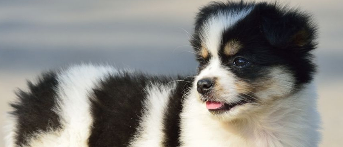 边境牧羊犬的营养问题 这些问题值得你关注！