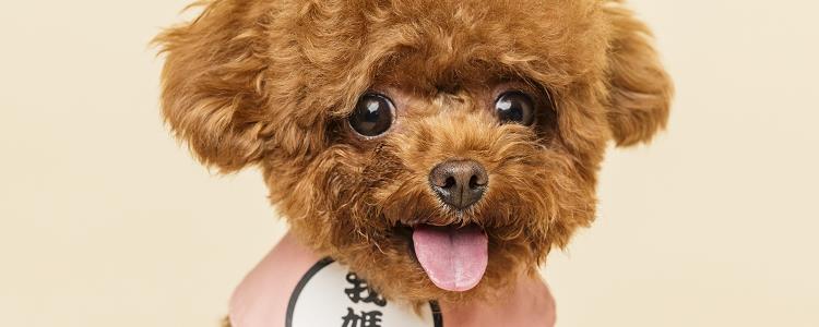 泰迪脖子上有个大软包 这两种原因你要注意