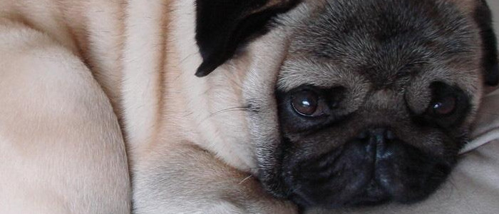 狗狗头骨为什么会凸起 这居然是血统纯正的表现