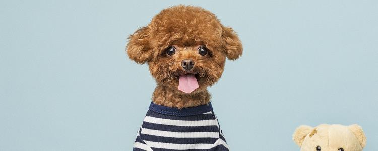 泰迪狗几个月开始掉乳牙 狗狗换牙期间需要注意哪些问题?