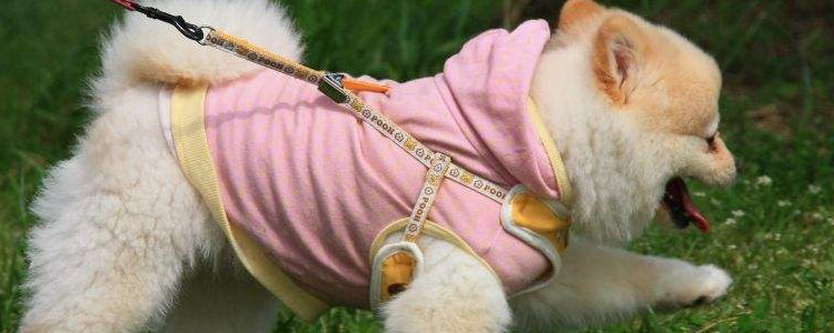 狗乳牙是哪颗 狗狗乳牙有多少颗你知道吗?