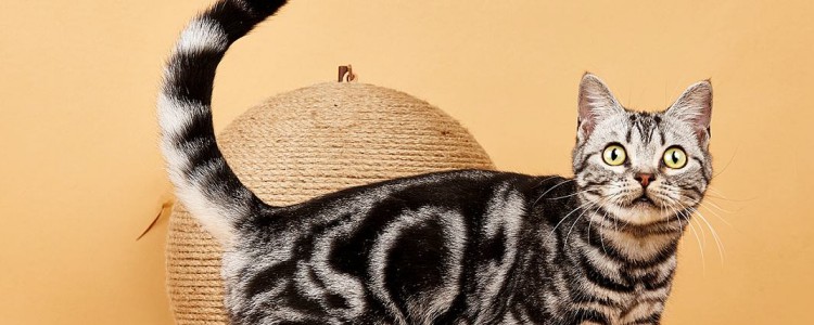 猫咪舔我代表什么 你家猫咪经常舔你吗？