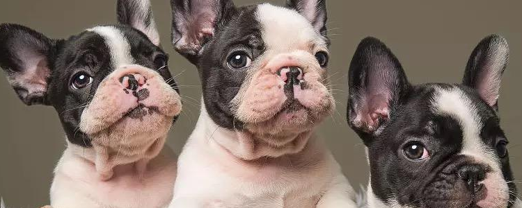 法斗分几种体型 答案只有一个