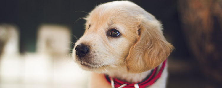 四个月的金毛吃多少 如何按需调整适合狗狗的食量