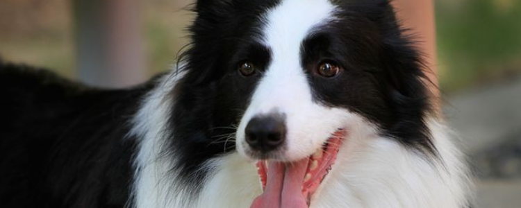 2-3个月大的边牧吃多少量 刚断奶，不可以吃太多了