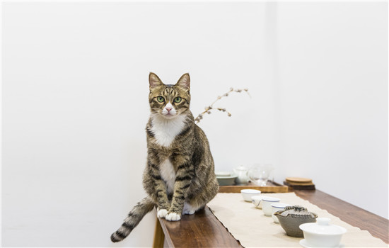 猫有几颗牙 猫的牙齿你了解吗？猫有几颗牙 猫的牙齿你了解吗？猫有几颗牙