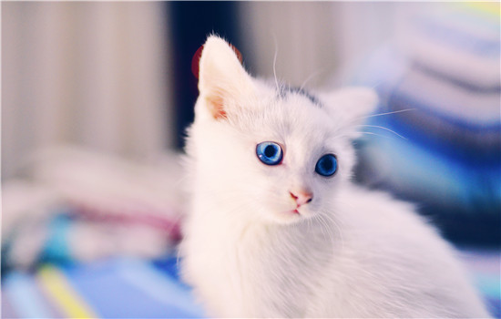 猫有几颗牙 猫的牙齿你了解吗？猫有几颗牙 猫的牙齿你了解吗？猫有几颗牙