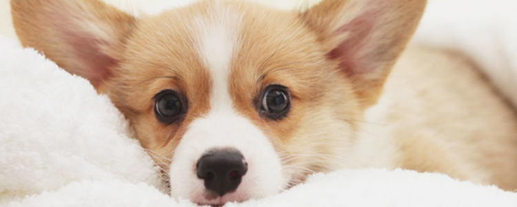 七个月柯基吃多少狗粮 现在正是柯基的成长期！