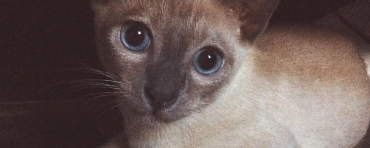 猫牙黄是怎么回事 猫猫需要刷牙啊！