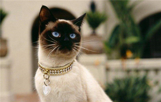 猫牙黄是怎么回事 猫猫需要刷牙啊!猫牙黄是怎么回事 猫猫需要刷牙啊!猫牙黄是怎么回事猫牙黄是怎么回事
