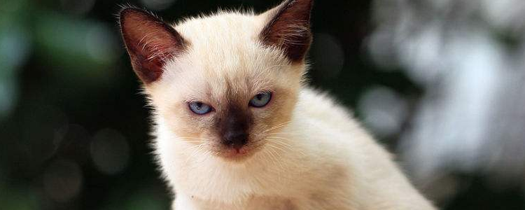 猫牙上有黑色的东西 猫咪的牙齿你重视吗？