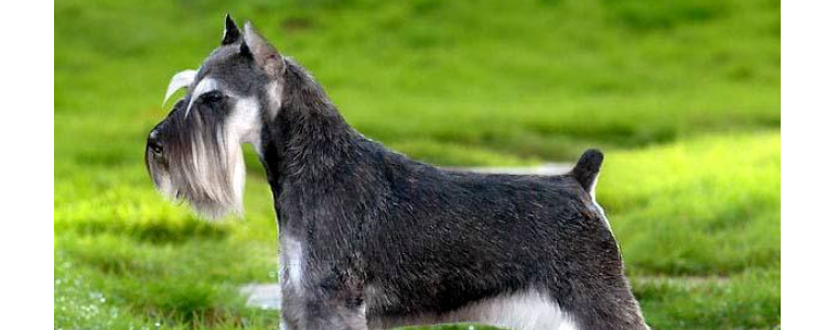 四五个月雪纳瑞吃多少 每只狗狗的摄入量都是不同的!