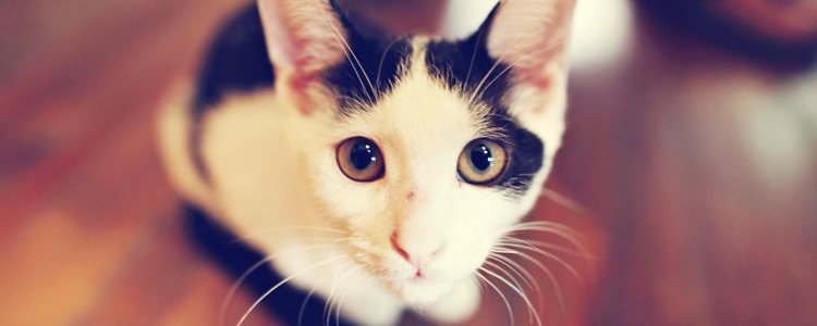 猫多久长全牙 猫长牙期间咬东西该怎么办？