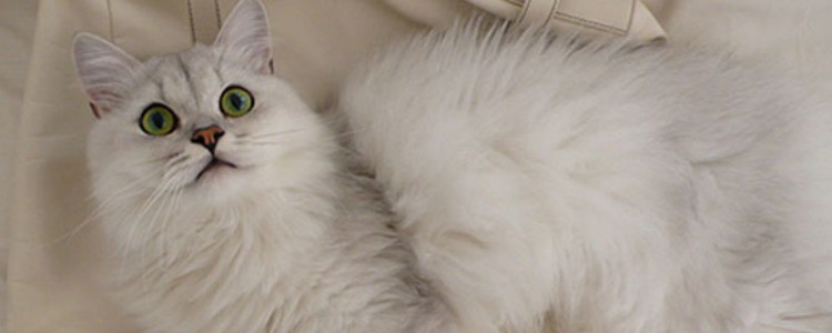 猫的内心世界是什么样的 这样的内心世界你可以看懂吗?