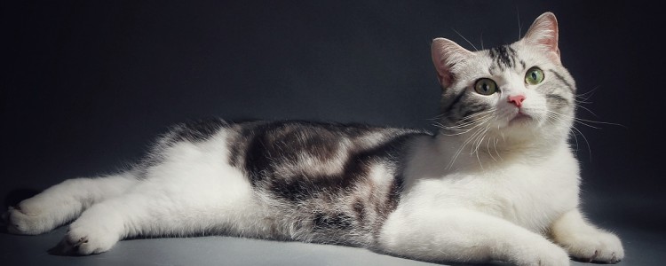 猫咪到底不能吃什么 有很多食物真的都不能喂了!