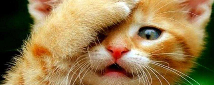 猫绝育后还愿意粘人吗 绝育真的是打开猫咪的新方式吗？