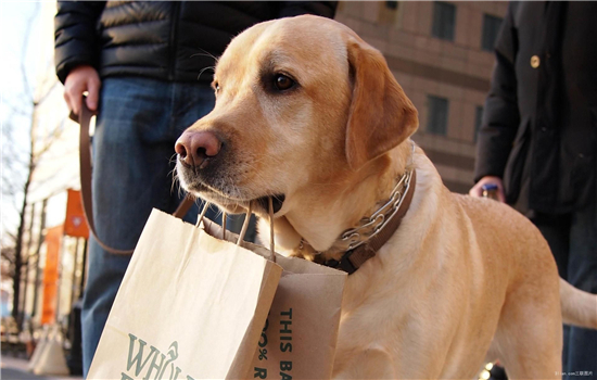 金毛犬多少钱一只 给你最全面的参考价格金毛犬多少钱一只 给你最全面的参考价格