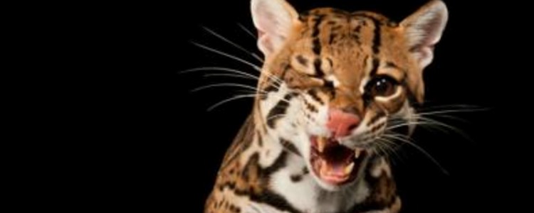 各位家里的猫咪都是怎么过冬的 保暖方法get了吗？