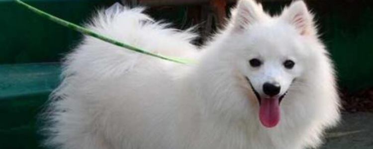 银狐犬多少钱一只 精灵一样的狗狗谁不爱！