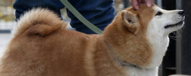 导盲犬多少钱一只 这个价格可能会吓到你