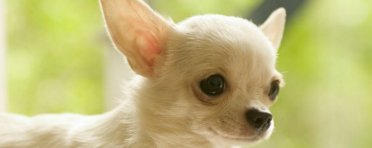 怎么照顾新生狗狗 新生狗狗的生命非常脆弱!