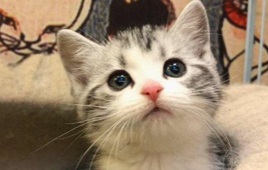 猫喜欢乱抓家具怎么办 这属于猫咪的生理需求属性!猫喜欢乱抓家具怎么办