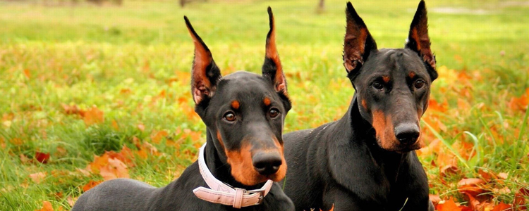 狗的爪子抓了有事吗 如何正确应对？