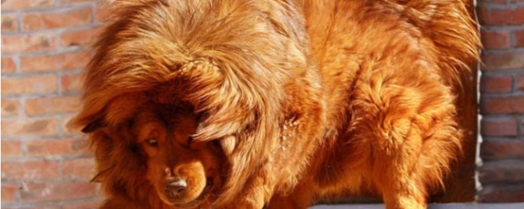 藏獒和狼谁厉害 根据体型来看，藏獒胜算大一点！