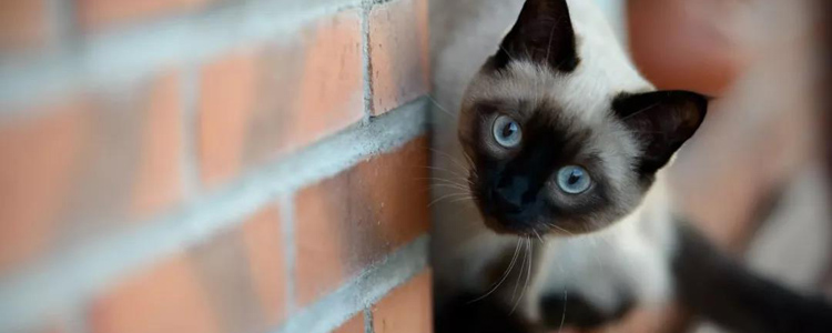 猫吃螃蟹会中毒吗 可能会过敏！