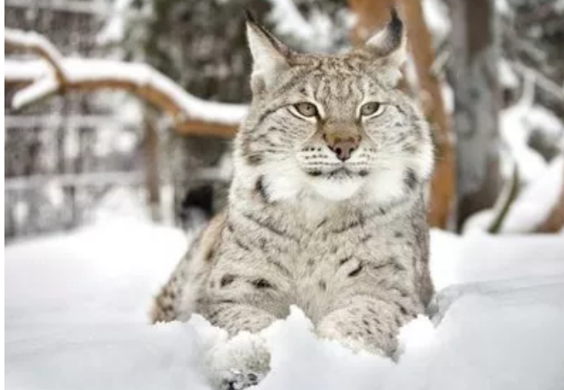 缅因猫适合什么人养 我想谁对它都没有抵抗力吧!