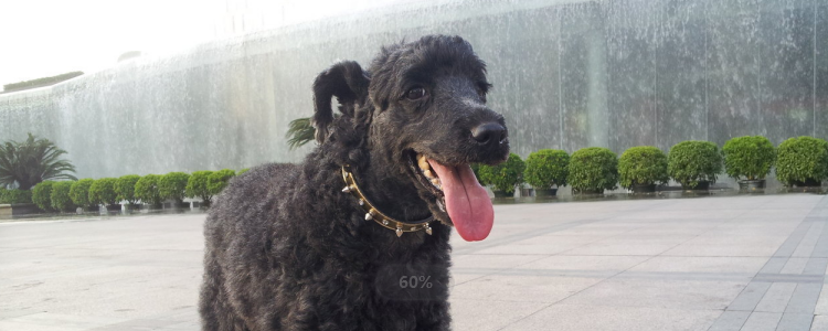 狗狗为什么追尾巴 可能把自己当玩具了！