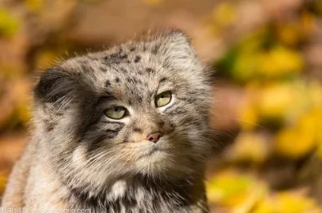 缅因猫一只大概多少钱 这么有安全感的猫不买一只吗？