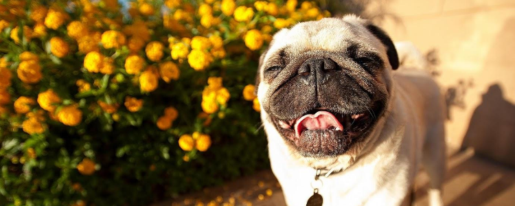 狗坐飞机难受吗 你坐飞机的时候都可能会难受，何况狗狗！