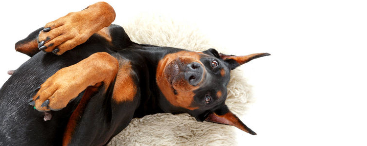 狗狗爱你的十种方式 你中招了吗？