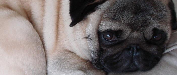 为什么我家狗狗总是跟着我 答案真暖心！