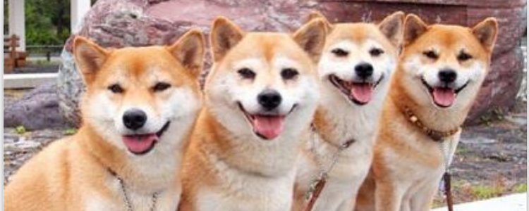 狗死了埋了有什么禁忌 这些禁忌的事情都不能忽略！