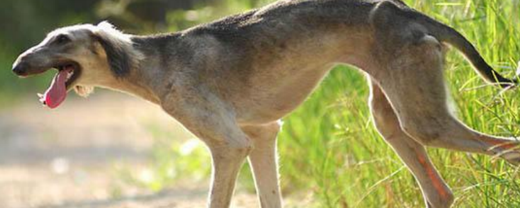 狗狗下葬禁忌 这些狗狗死了之后主人都需要了解！
