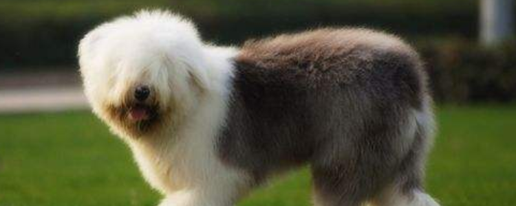 古牧为什么是禁养犬 这种禁养犬饲养方法也是很关键的！