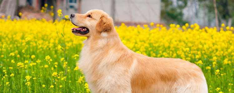 1个月的金毛犬一次喂多少狗粮 根据狗狗情况不同进行判断吧1个月的金毛犬一次喂多少狗粮